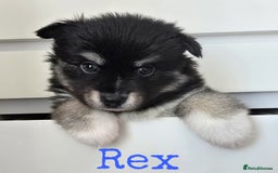 Pomsky dogs for sale: Stunning Pomsky Puppies  - Image 3