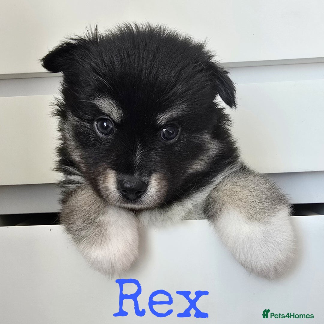 Pomsky dogs for sale: Stunning Pomsky Puppies  - Image 3