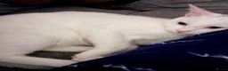 Mixed Breed cats for sale: Ghost in Plymouth - Advert 1