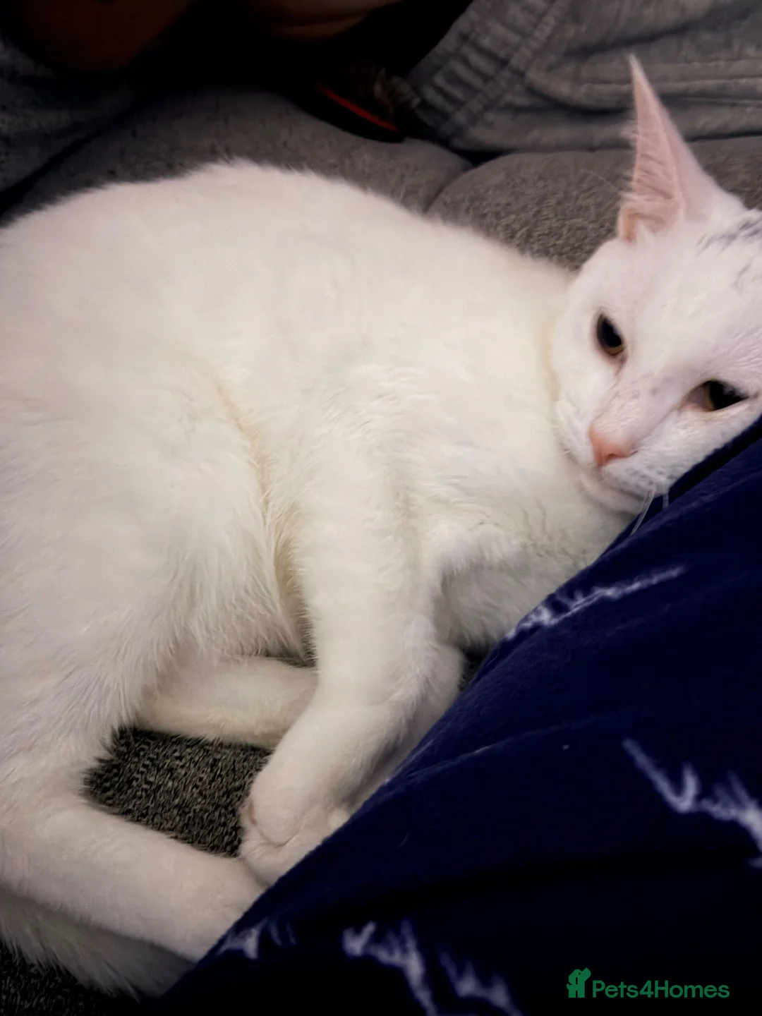 Mixed Breed cats for sale: Ghost in Plymouth - Advert 1