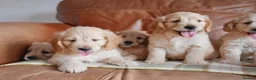Mini Goldendoodle dogs for sale: Stunning F1 Health Tested Miniature Goldendoodles - Advert 10