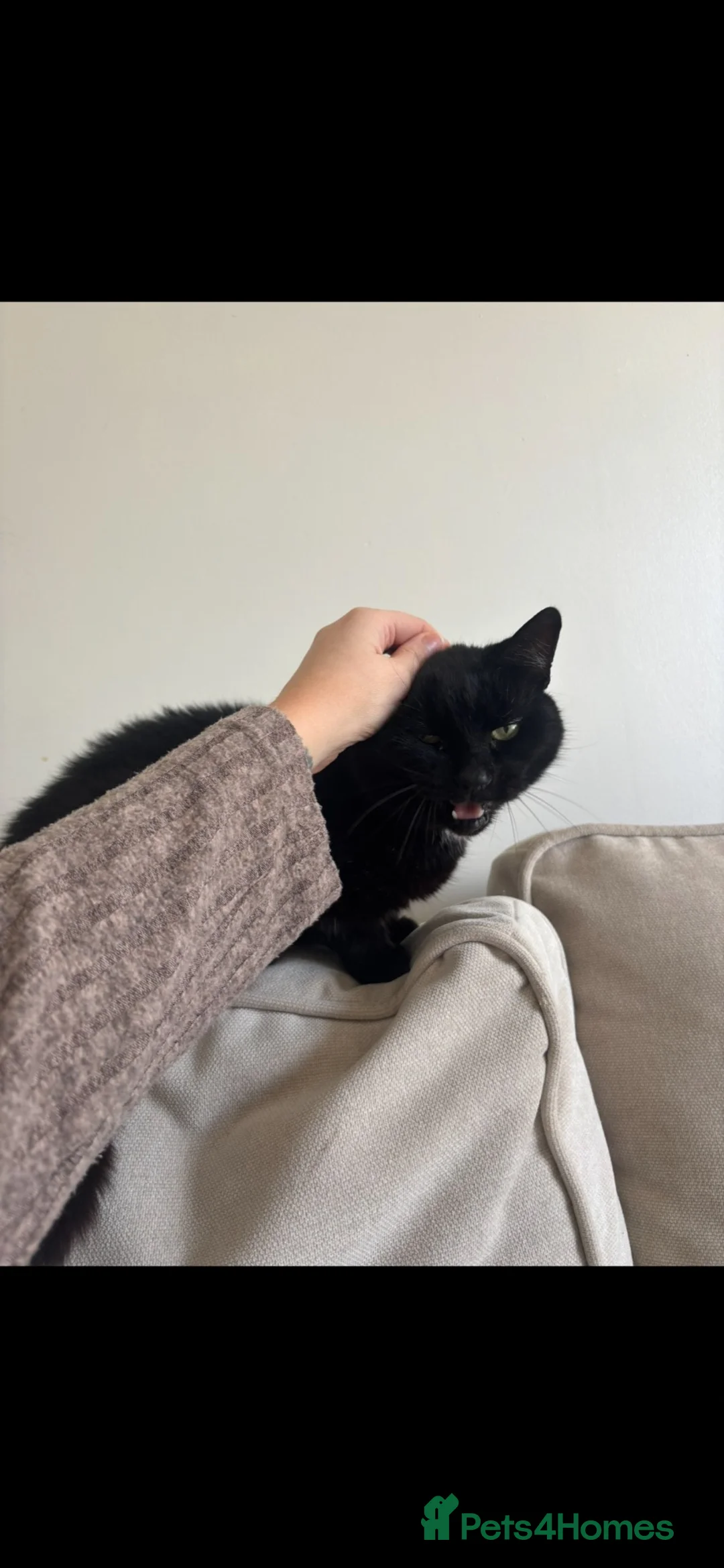 British Shorthair cats for sale: FREE Gorgeous loving Cat  - Advert 2