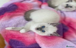 Ragdoll cats for sale: Friendliest Pedigree Ragdoll Kittens  - Image 5