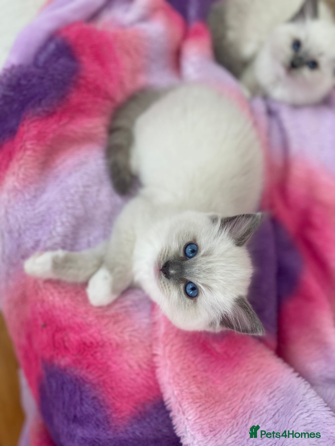 Ragdoll cats for sale: Friendliest Pedigree Ragdoll Kittens  - Image 5