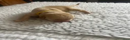 Labrador Retriever dogs for sale: Yellow & Fox Red Labrador Puppies - Advert 10