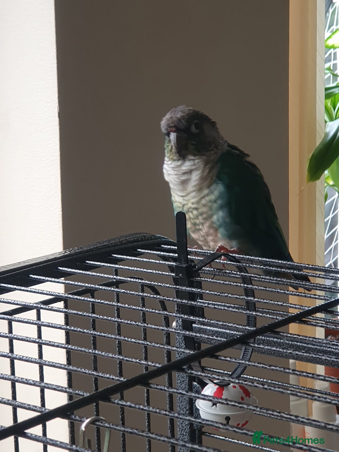 Conures birds for sale: Beautiful Blue Conure Parrot for Sale – 1 Year Old - Image 7