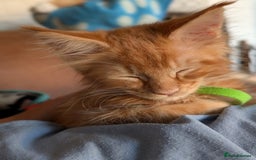 Maine Coon cats for sale: Maine coon babies  - Image 1