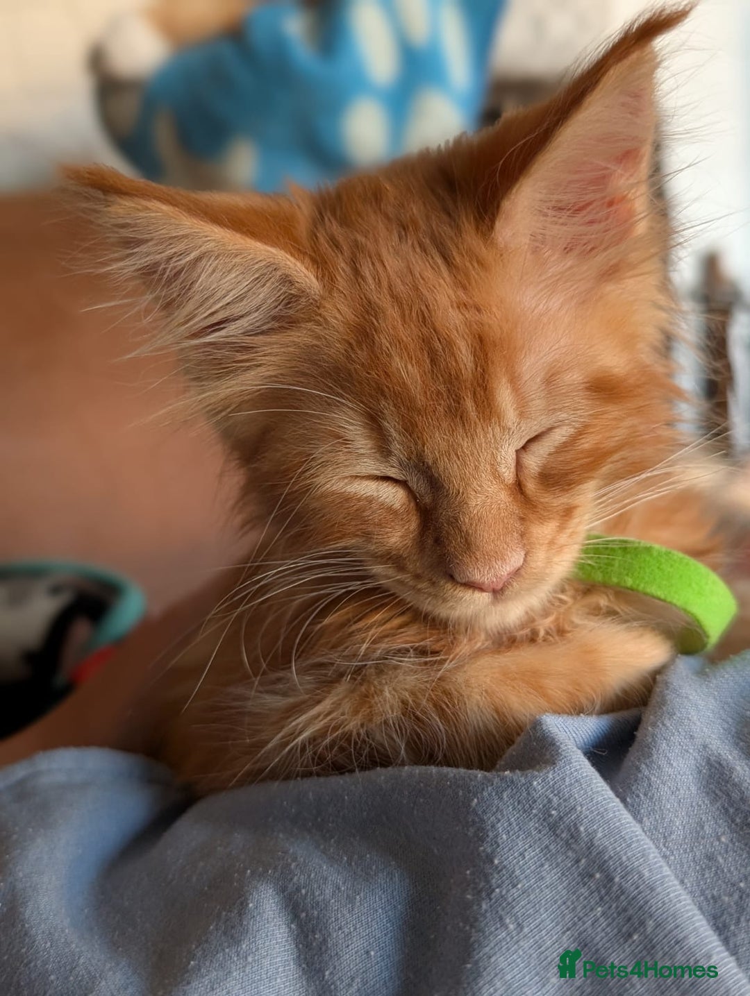 Maine Coon cats for sale: Maine coon babies  - Image 1