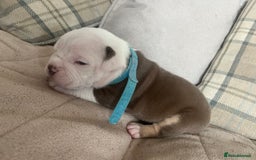 Olde English Bulldogge dogs for sale: Old English bulldog puppies - Image 13