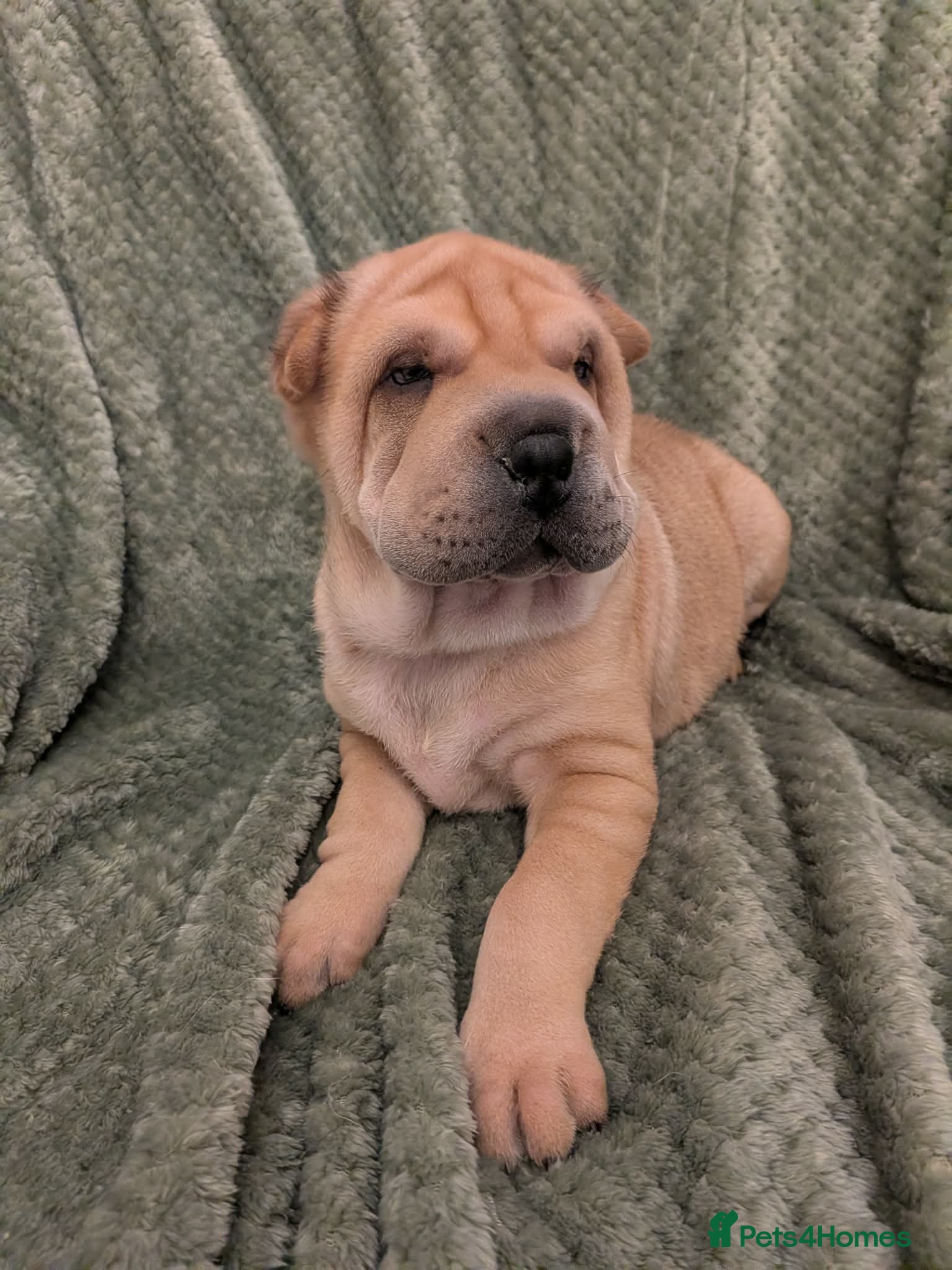 Shar Pei dogs ONLY 3 PUPPIES LEFT! BEAUTIFUL Shar Pei puppies  - Advert 2