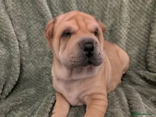 Shar Pei dogs ONLY 3 PUPPIES LEFT! BEAUTIFUL Shar Pei puppies - Advert 2