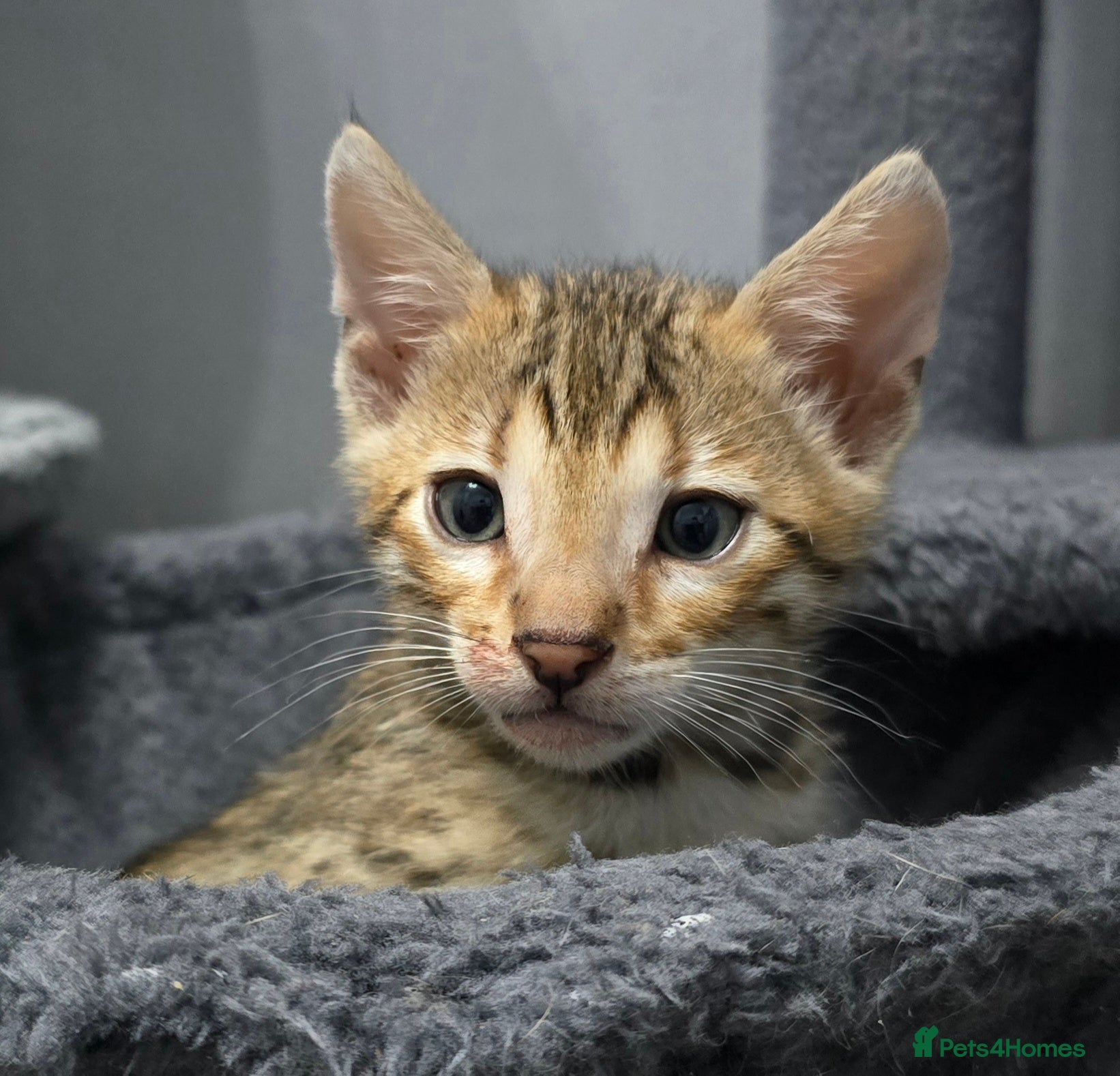 Bengal cats Only 1 boy left🔥 Ready from middle May.. - Advert 1