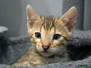 Bengal cats for sale: Only 1 Boy left and ready from middle May - Advert 1