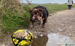 English Bulldog dogs for stud: Exclusive Tri-Colour Chocolate English Bulldog  - Image 13