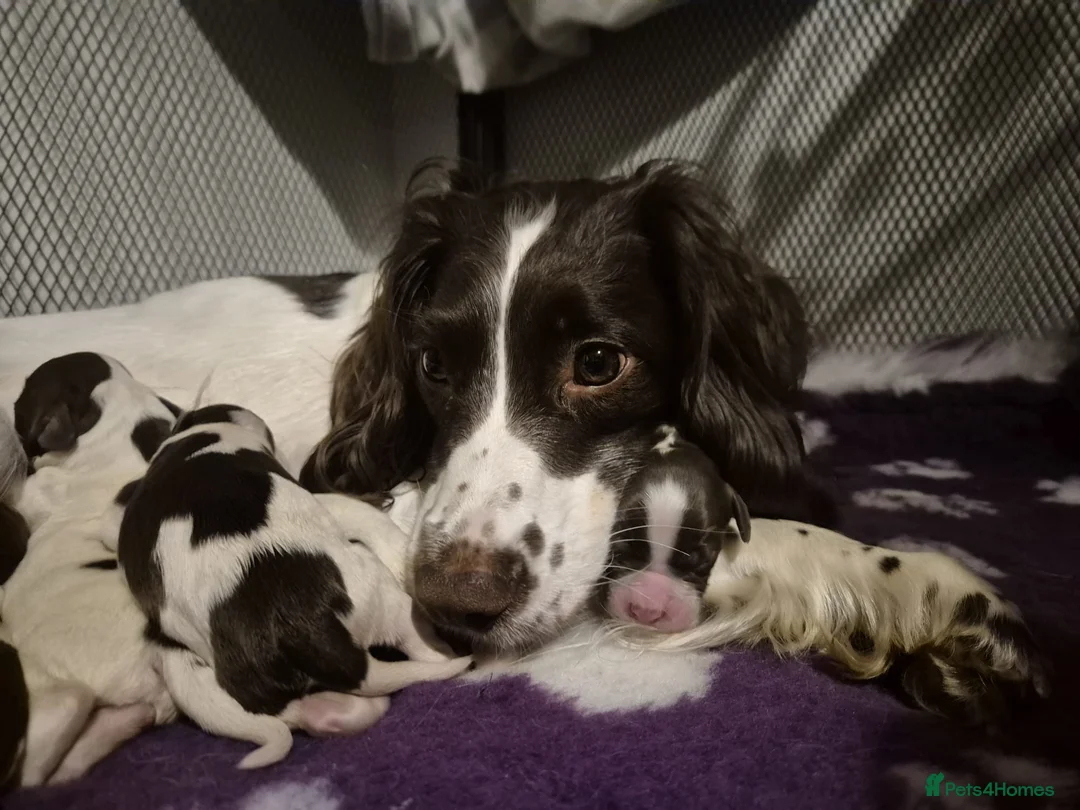 English Springer Spaniel dogs for sale: Inquisitive English Springer Spaniel Puppys KC Reg in Wellingborough - Advert 2
