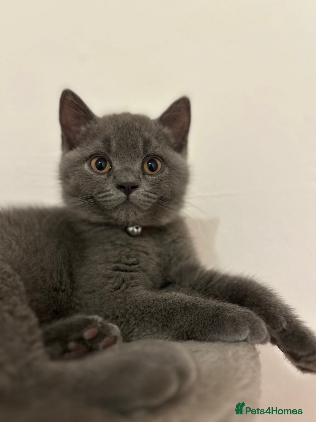 British Shorthair cats for sale: 🏆GCCF & TICA Pedigree Kitten, DELIVERY AVAILABLE! - Image 8