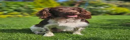 English Springer Spaniel dogs for stud: English Springer Spaniel Stud in Derby - Advert 16