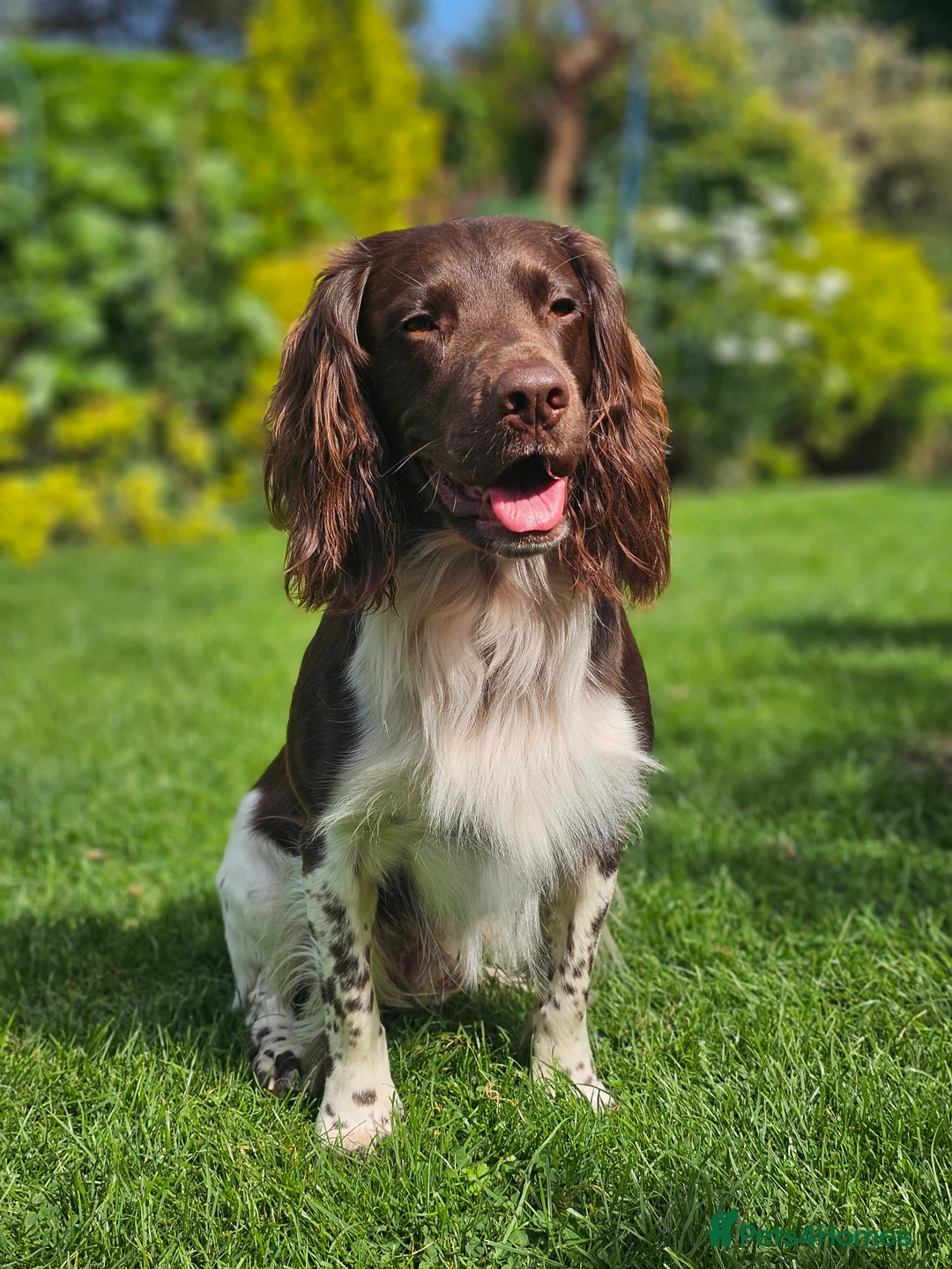 English Springer Spaniel dogs for stud: English Springer Spaniel Stud in Derby - Advert 16