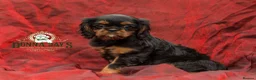 Cavalier King Charles Spaniel dogs for sale: Donna Jays Petite Cavaliers 🌟🌟🌟🌟🌟 - Advert 4