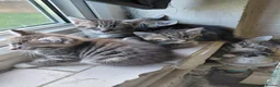 Bengal cats for sale: Bengal Kittens for Sale in Pinner - Advert 6