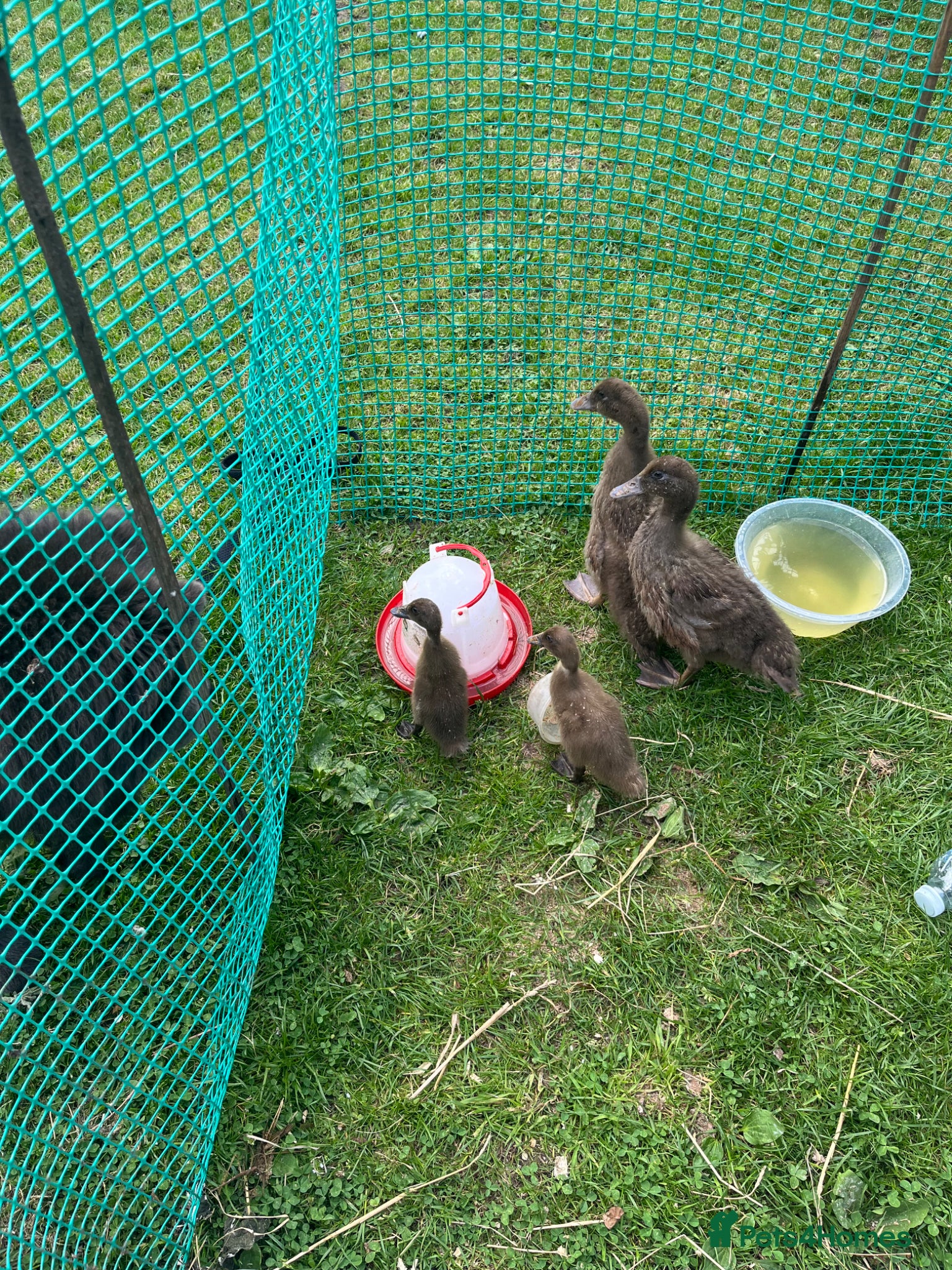 Ducks poultry for sale: Old fashioned khaki campbells in Leek - Advert 3