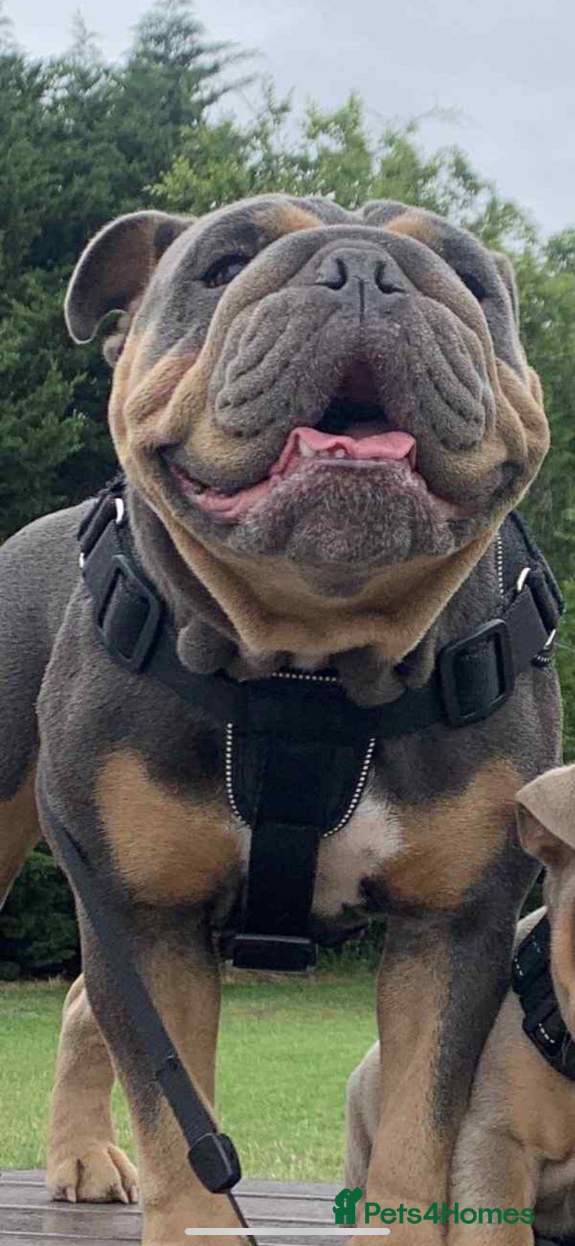 English Bulldog dogs British bulldog female  - Advert 1