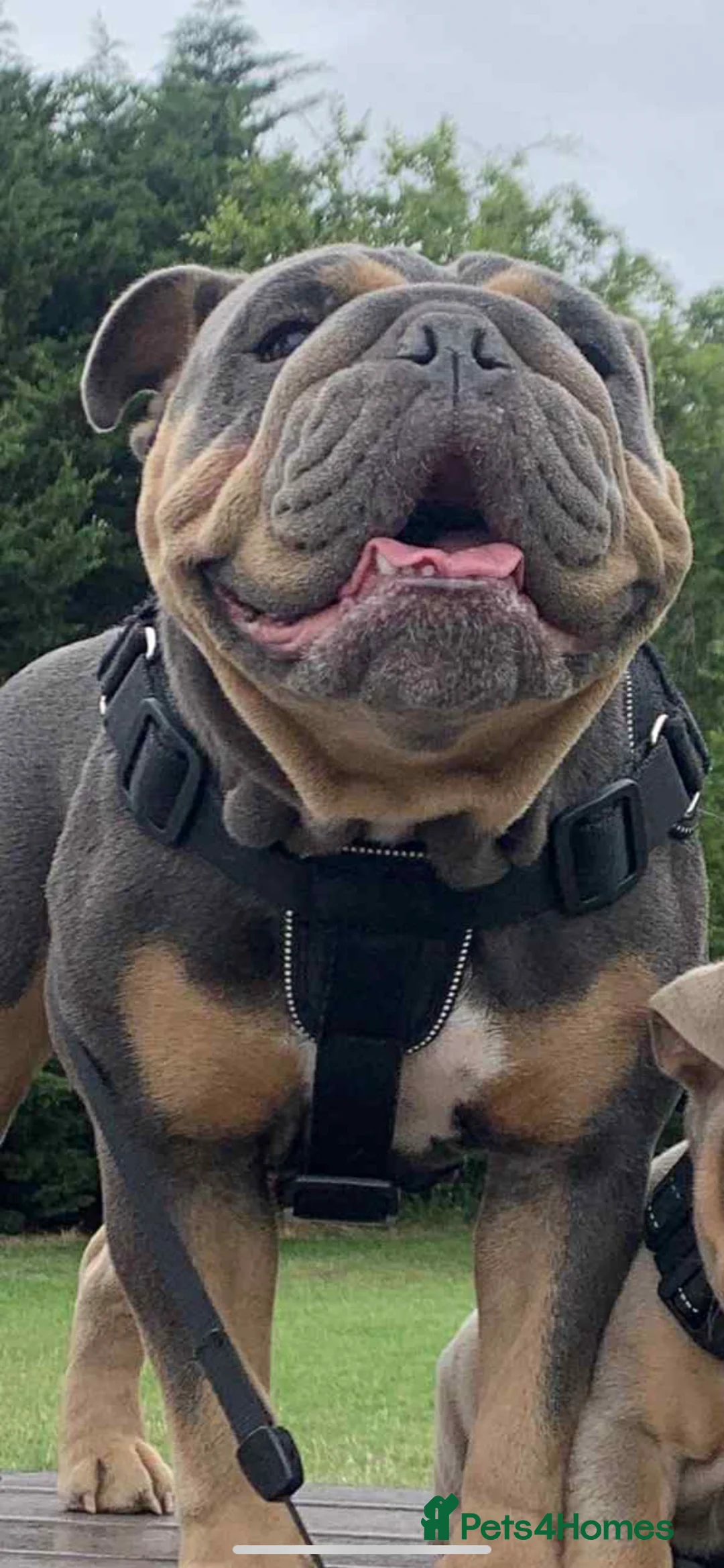 English Bulldog dogs for sale: British bulldog female  - Advert 1