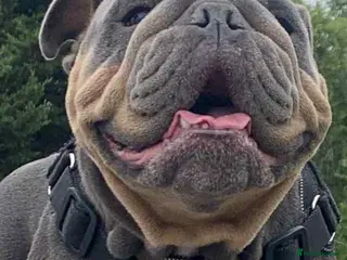 English Bulldog dogs British bulldog female - Advert 1