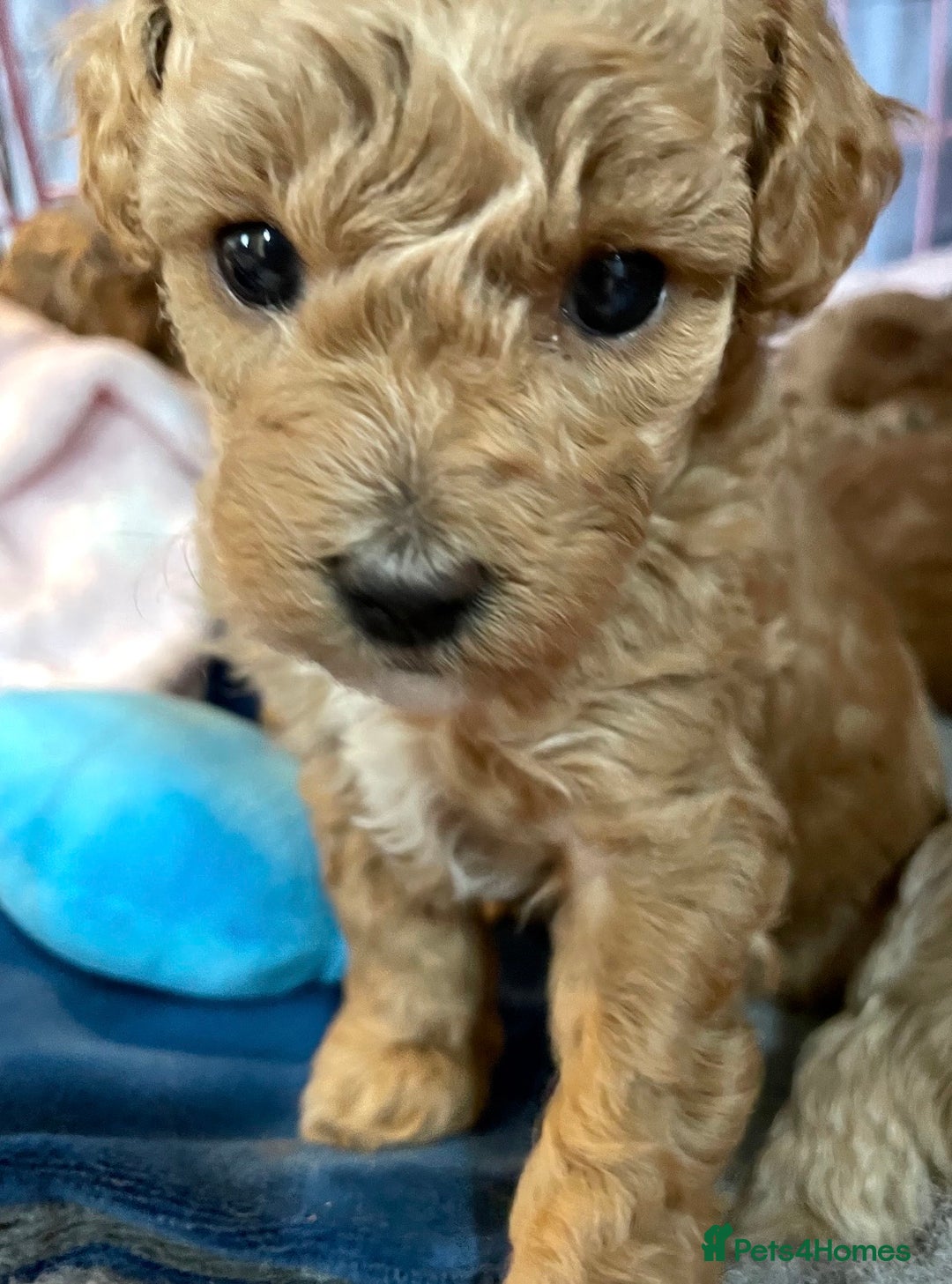 Toy Poodle dogs for sale: Toy poodles arriving soon  - Image 10