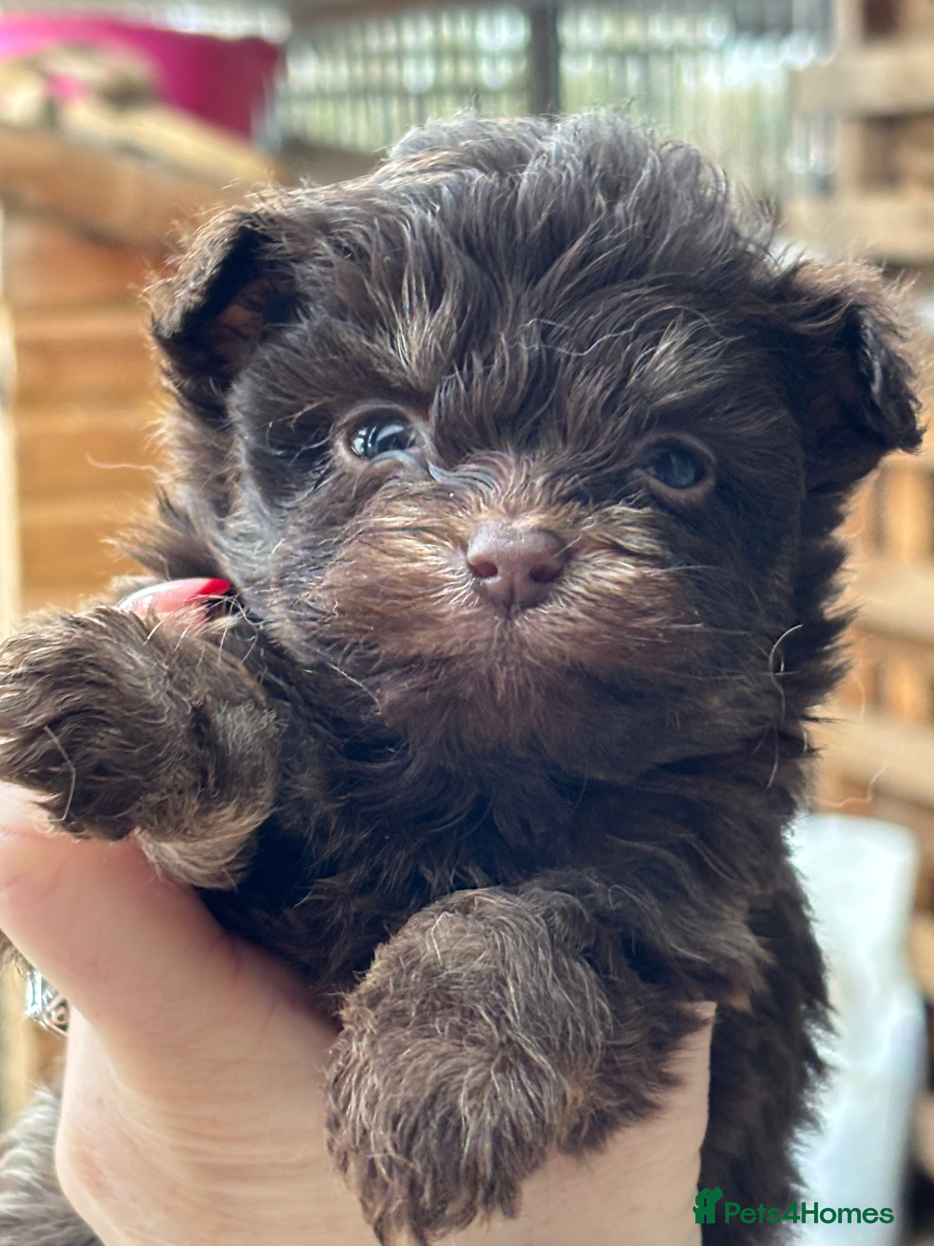 Pomapoo dogs Beautiful fluffy F1 pomapoo’s - Advert 6