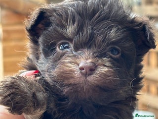 Pomapoo dogs Beautiful fluffy F1 pomapoo’s - Advert 11