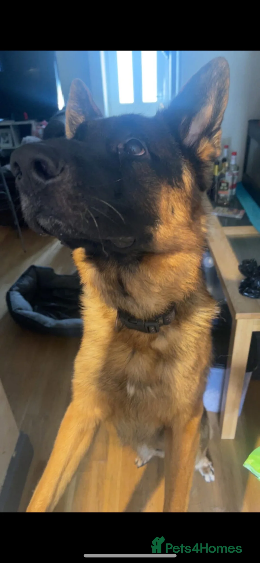 German Shepherd dogs for sale: Rufus  - Advert 3