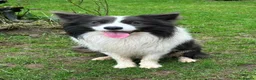Border Collie dogs for sale: Stunning Border Collie puppies - Advert 19
