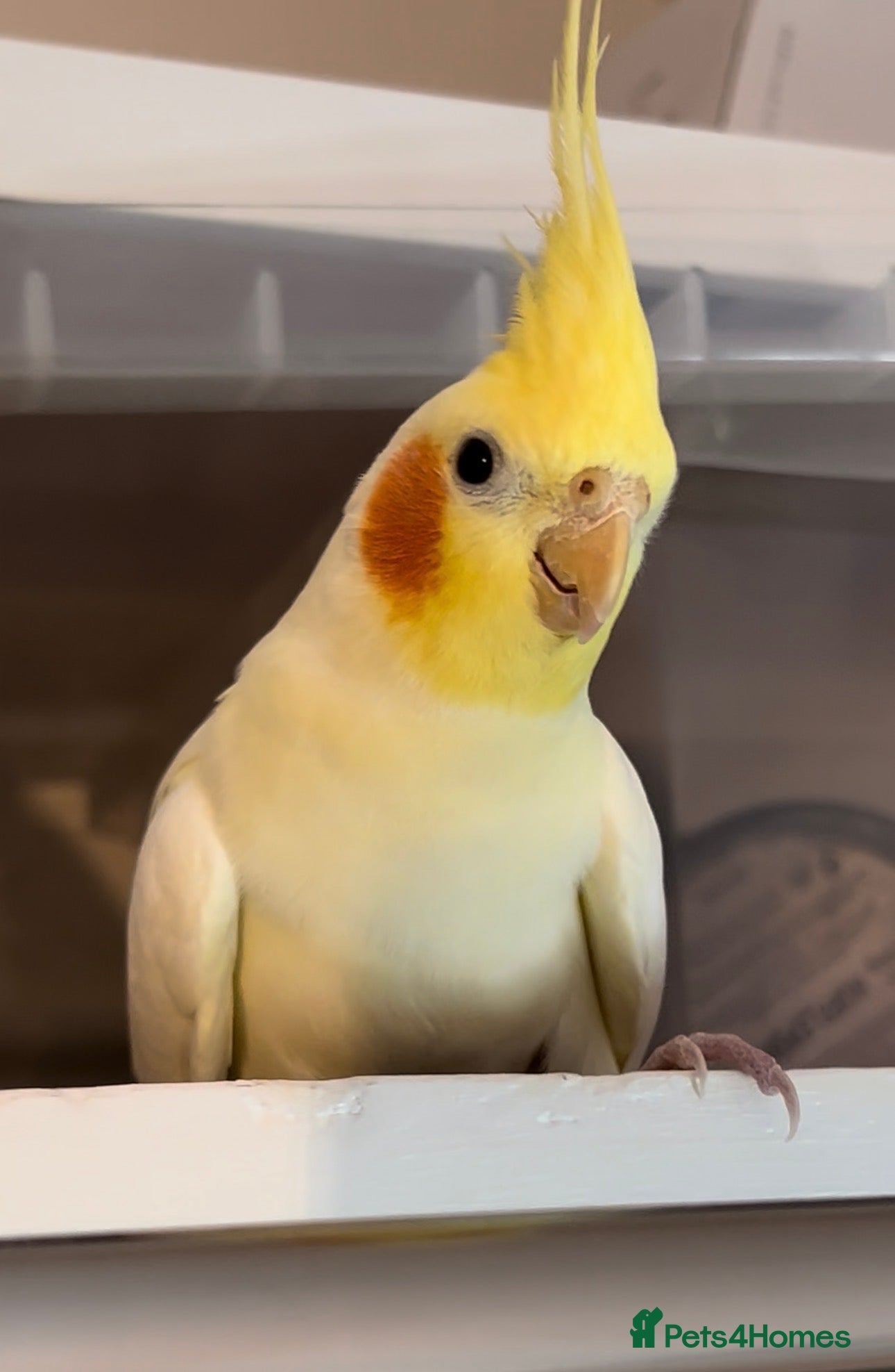 Cockatiels birds Tiel + Cage - Advert 6