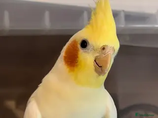 Cockatiels birds Tiel + Cage - Advert 6