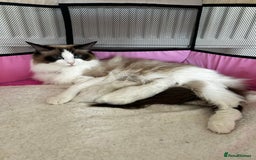 Ragdoll cats for sale: Beautiful Ragdoll kittens from Champion lines - Image 19