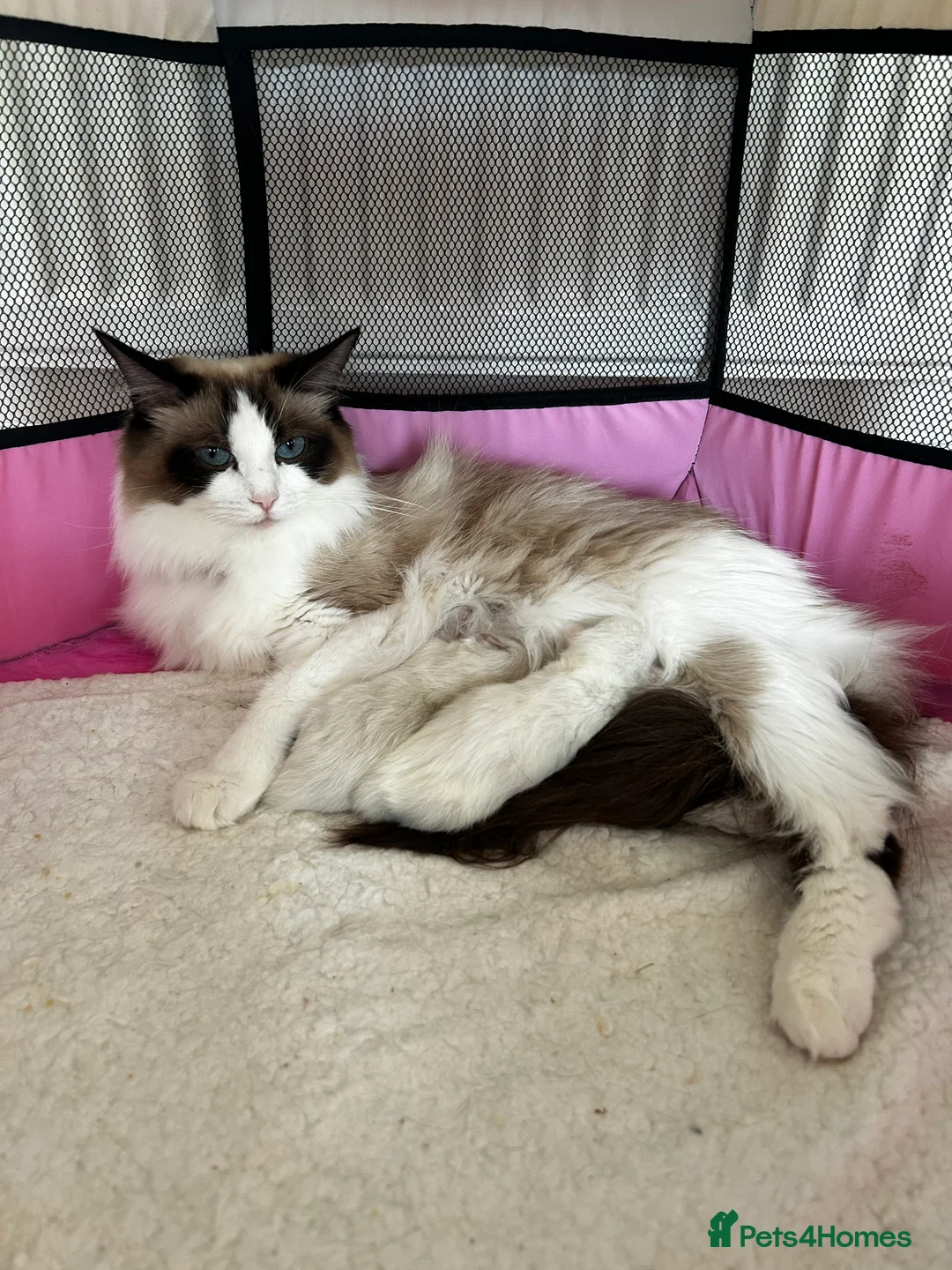 Ragdoll cats for sale: Beautiful Ragdoll kittens from Champion lines - Advert 16