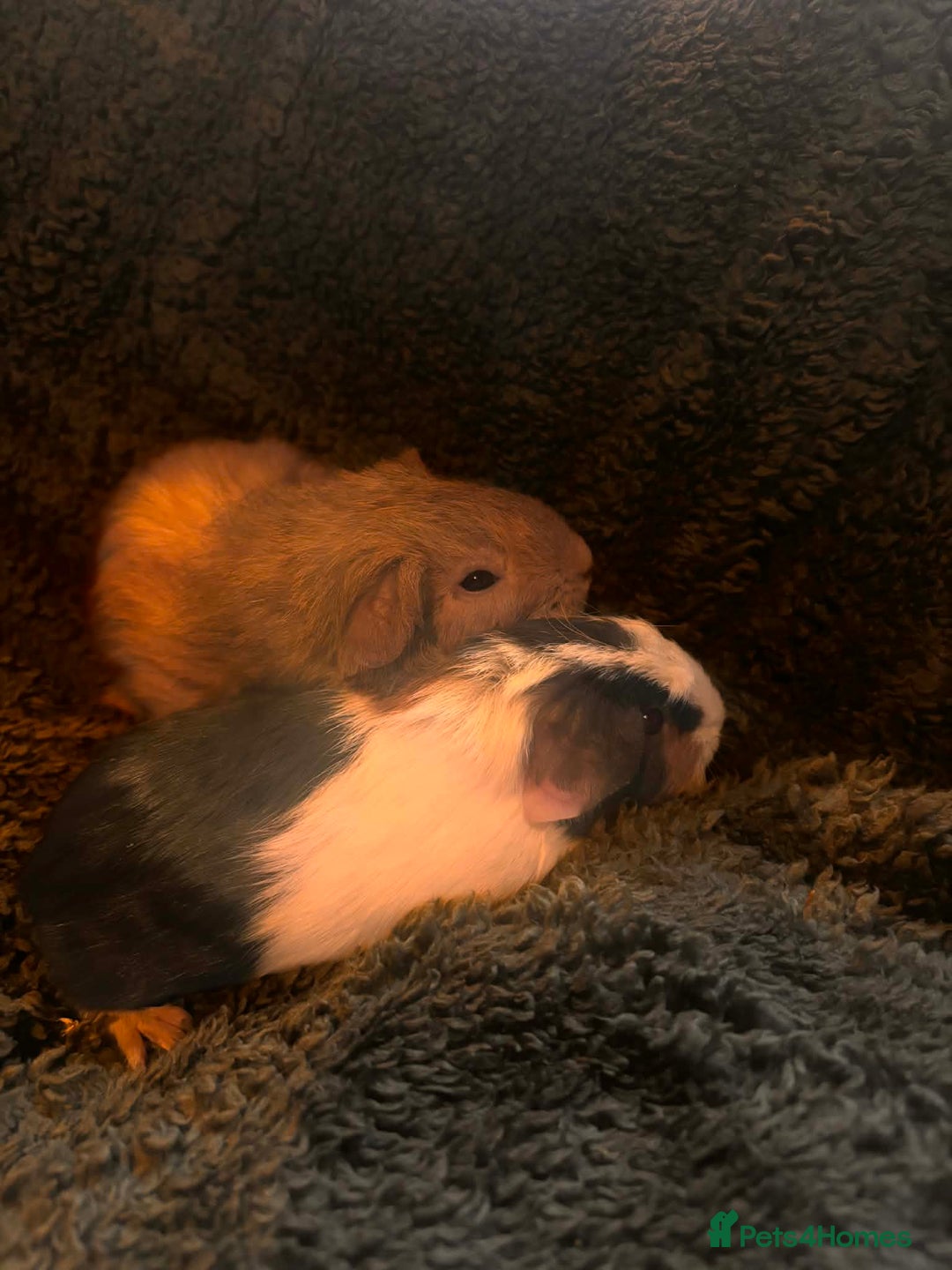 Guinea Pig rodents for sale: 2 beautiful girl piggys  - Advert 4