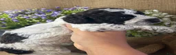 Lagotto Romagnolo dogs for sale: Cuteness overload Lagotto Romangnolo Puppies  - Advert 11