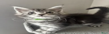 Black Silver Tabby