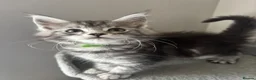 Maine Coon cats for sale: AMAZING HEALTH TESTED TICA REG MAINE COON KITTENS  - Advert 19