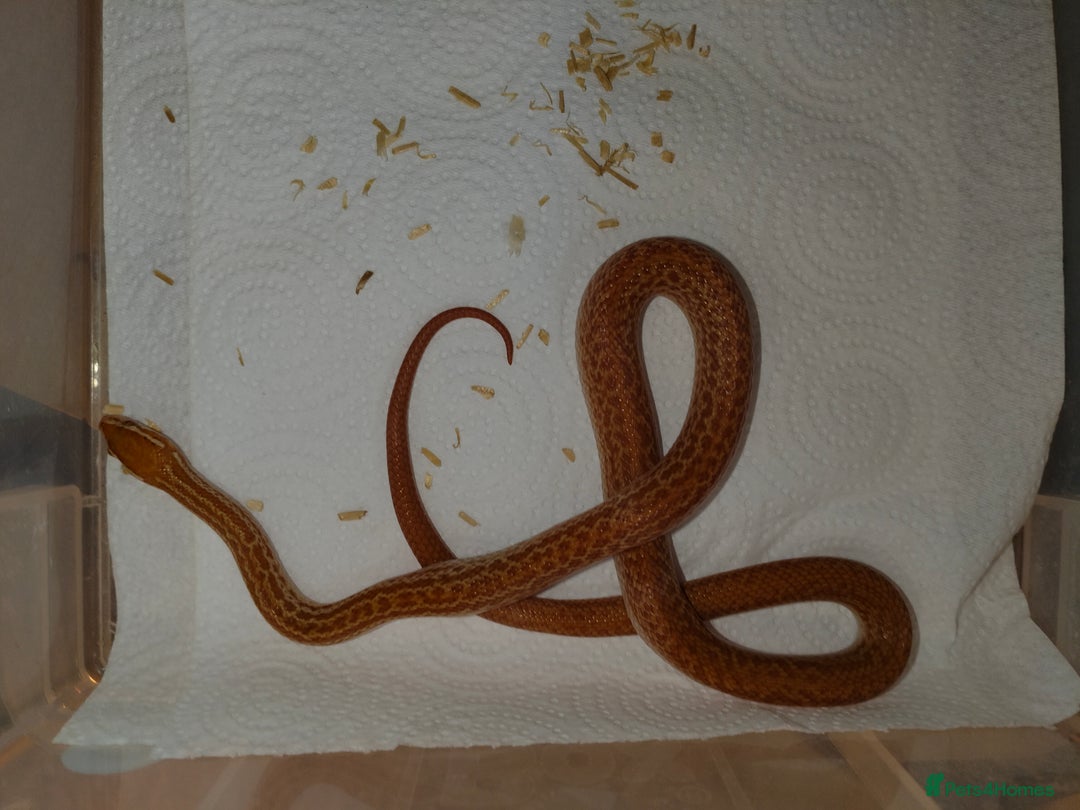 Snake reptiles for sale: African House Snake - Advert 4