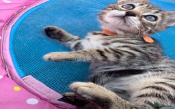 Bengal cats for sale: Beautiful litter of spotted Bengal kittens - Ready - Image 13
