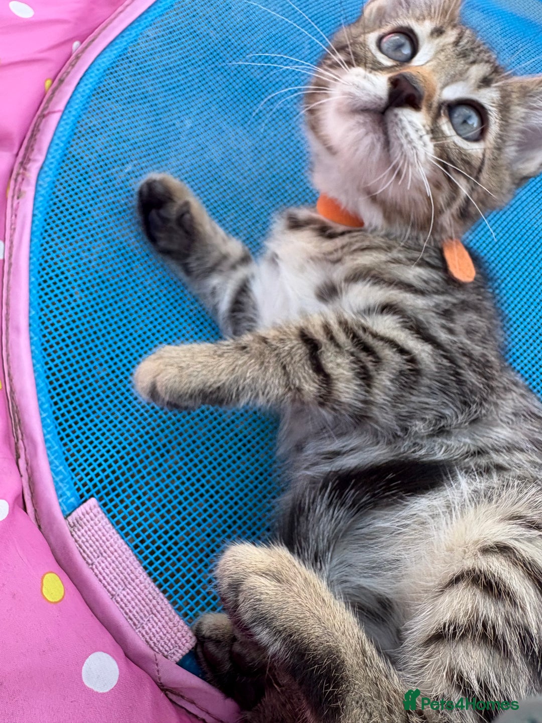 Bengal cats for sale: Beautiful litter of spotted Bengal kittens - Ready - Image 13