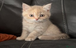 British Shorthair cats for sale: Adorable BSH Kittens Ready for Their Forever Homes - Image 5
