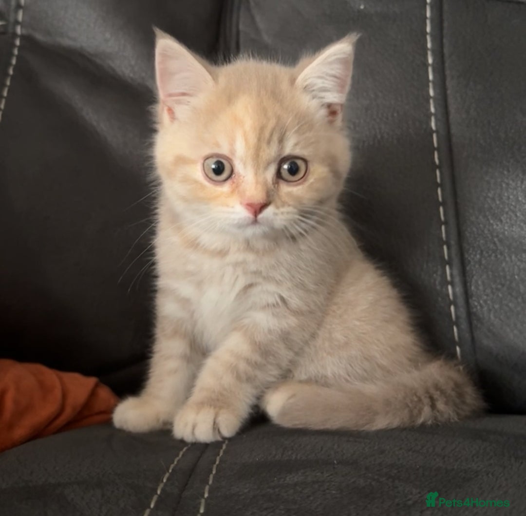 British Shorthair cats for sale: Adorable BSH Kittens Ready for Their Forever Homes - Image 5