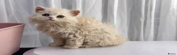 Selkirk Rex cats for sale: Gorgeous Selkirk Rex Kittens- Long Curly hair - Advert 3