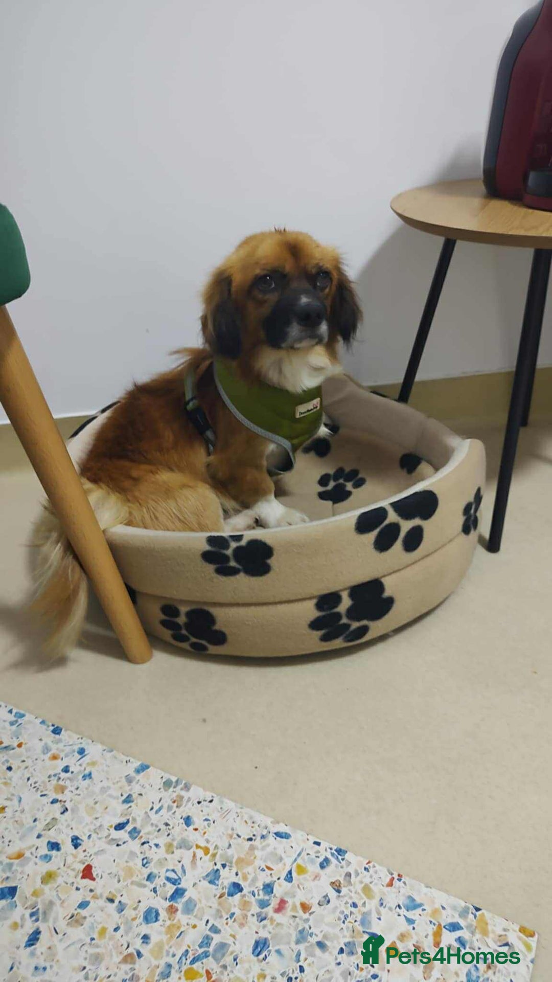 Mixed Breed dogs for adoption: 🐾 Meet Crunchie 🐾 - Advert 2