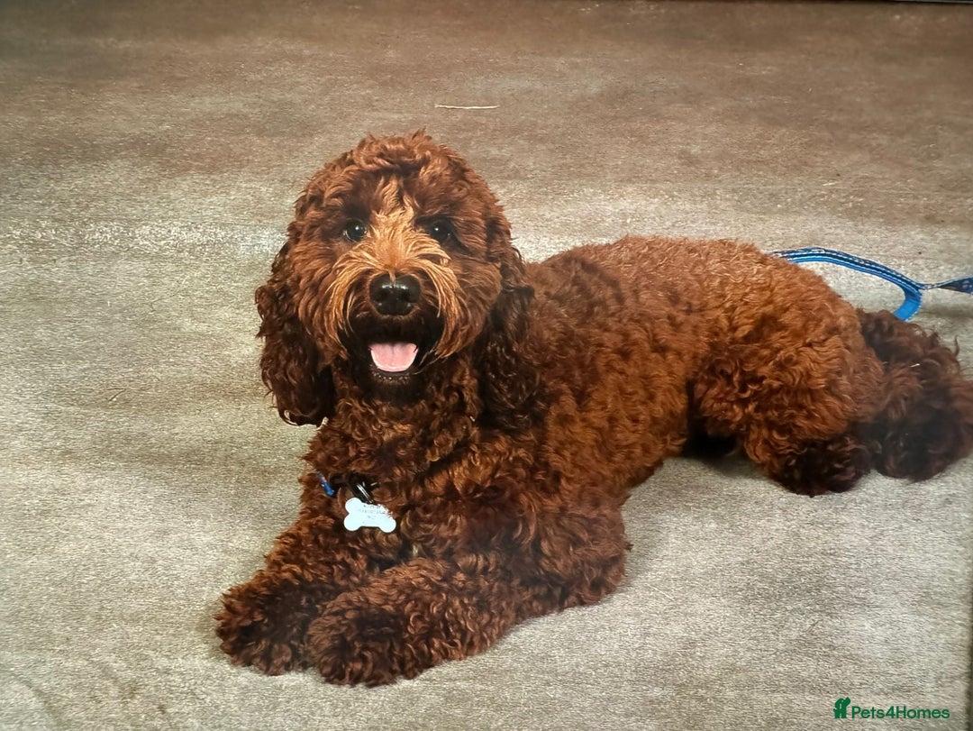 Goldendoodle dogs for sale: multigenerational Australian Red double doodles  - Advert 15