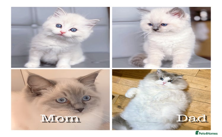 Ragdoll cats DNA Tested TICA registered Ragdoll Kittens Female  - Advert 4